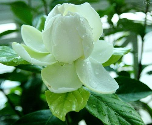 (上午大姐在微信发她家栀子花照片,侄女远在深圳说闻到花香,逐题之)才