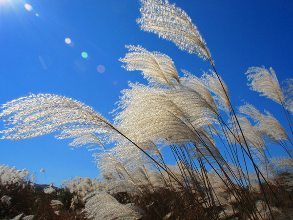 芦花图片大全高清图片