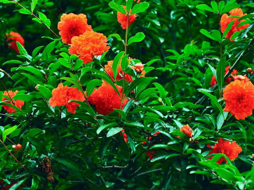 万木葱茏千野绿,百花寥落半溪红.景幽但恨人行慢,月朗犹嫌鸟去匆.