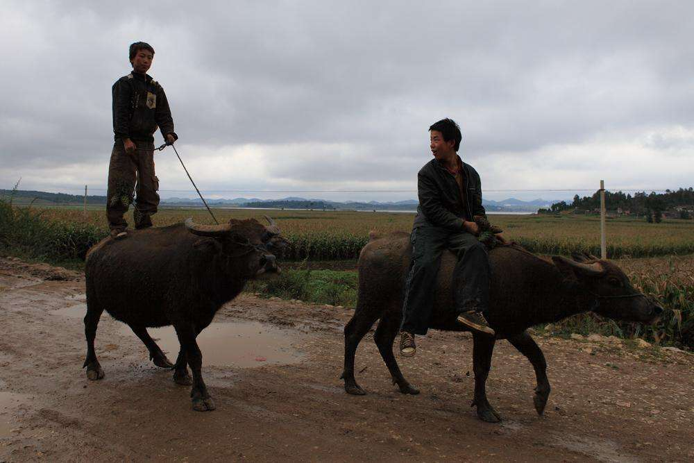 张耕源 || 乡村朋友骑水牛