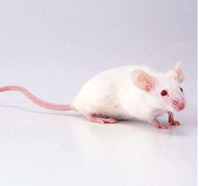 寺有一白鼠,乃白毛金鼻,性灵,又因常听佛人诵经,鼠常饥馑