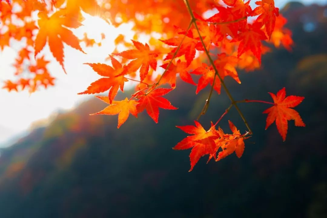 喜山間紫霧,蒸騰漫卷;樹巔白鷺,沓至翱翔.