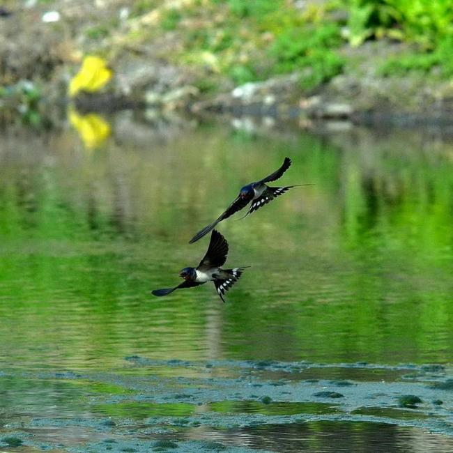 王武亭锦缠道61初秋见双燕飞